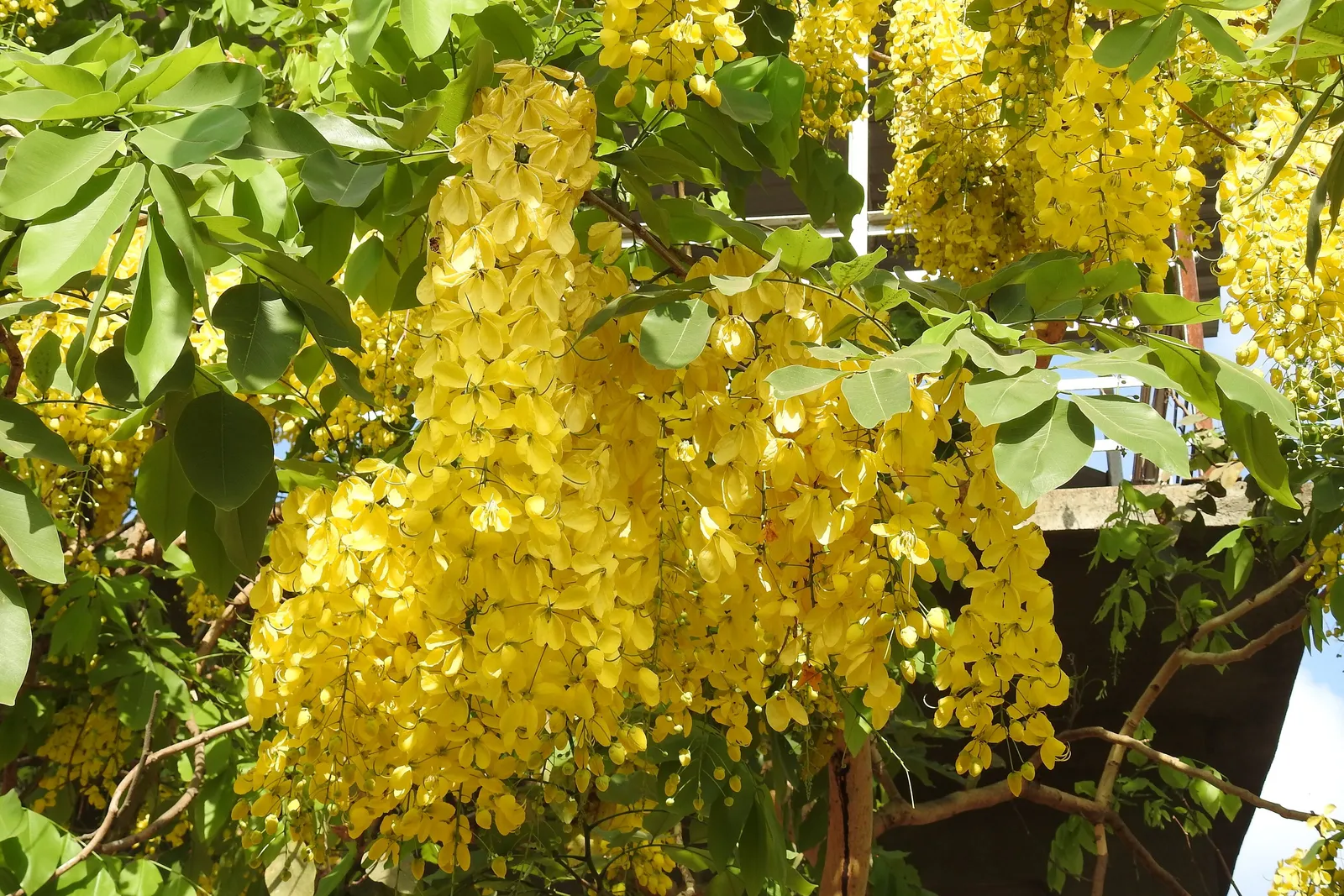 Amaltas