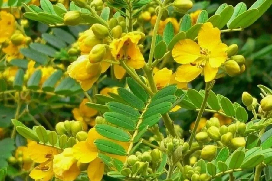 अनवल