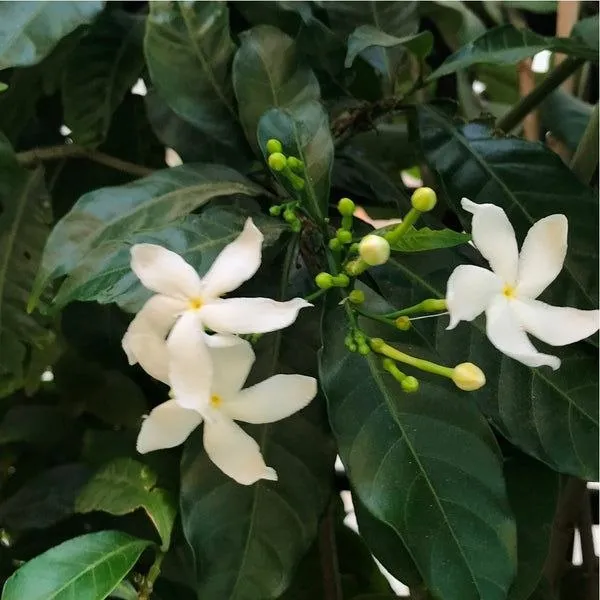 चाँदनी