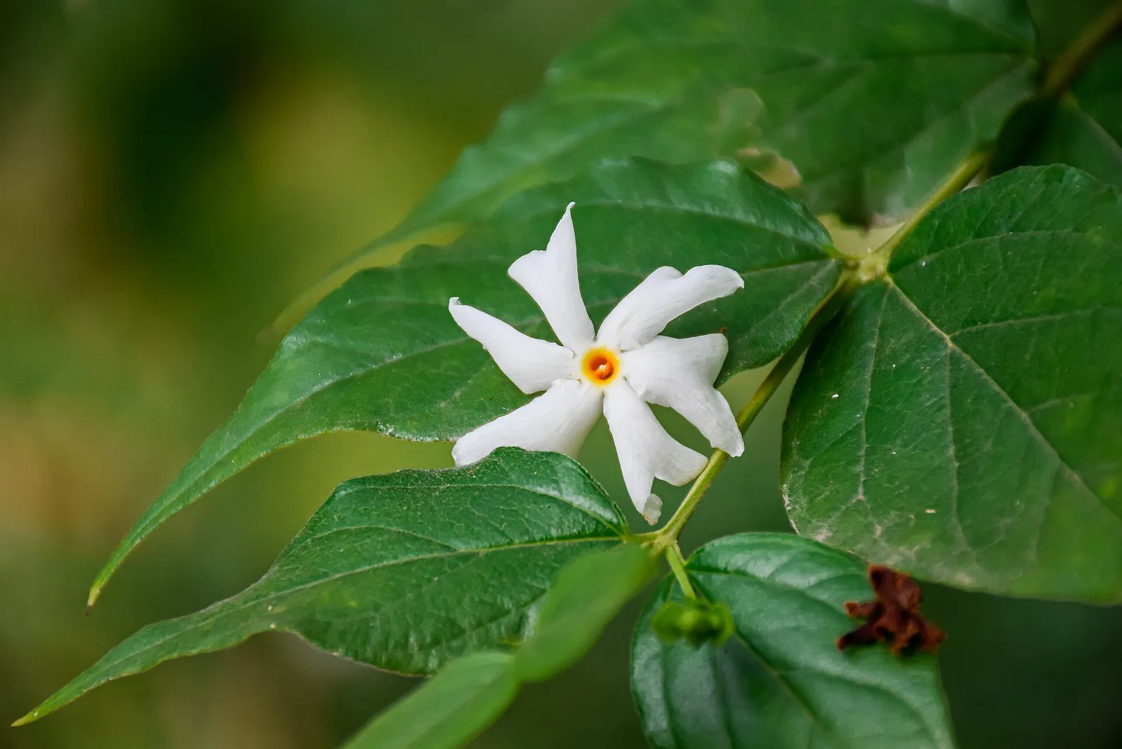 Parijata (Harsingar)