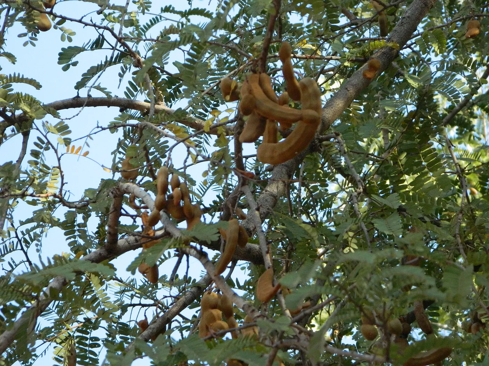 Tamarind