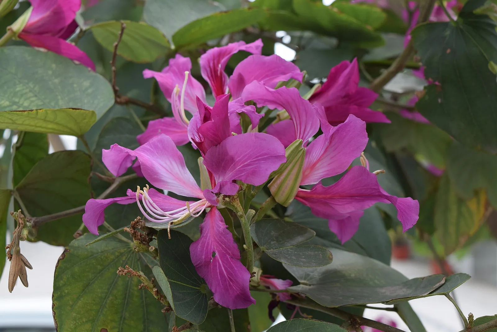 Devakanchana