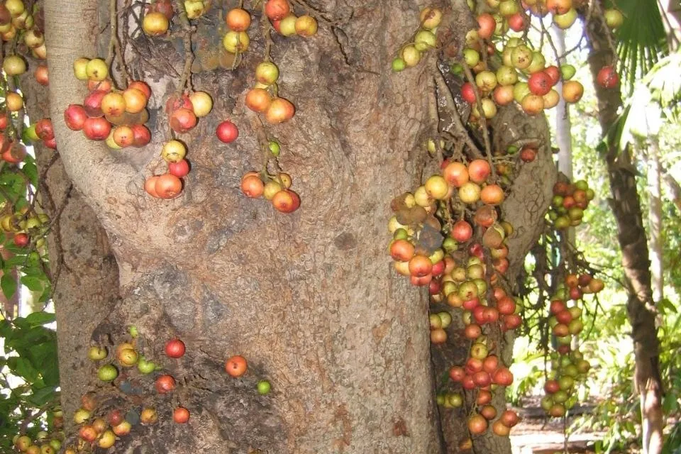 Udumbara