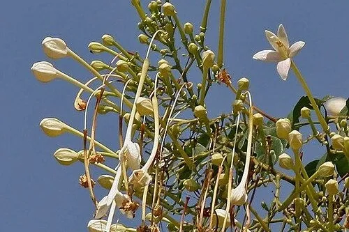 आकाश मल्ली