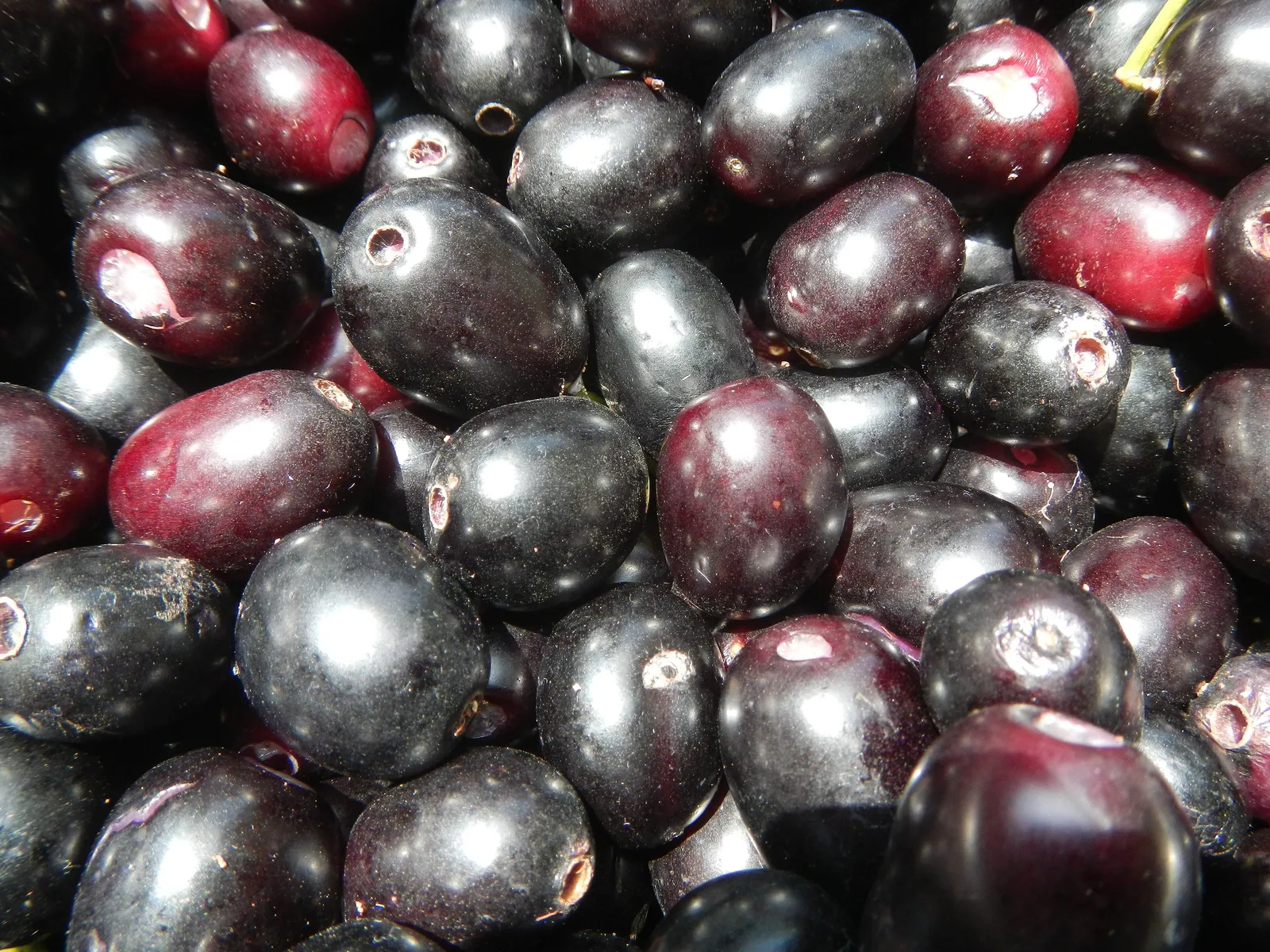 Jamun